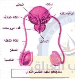 الجهاز التناسلي الذكري